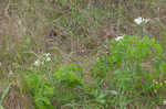 Texas bullnettle